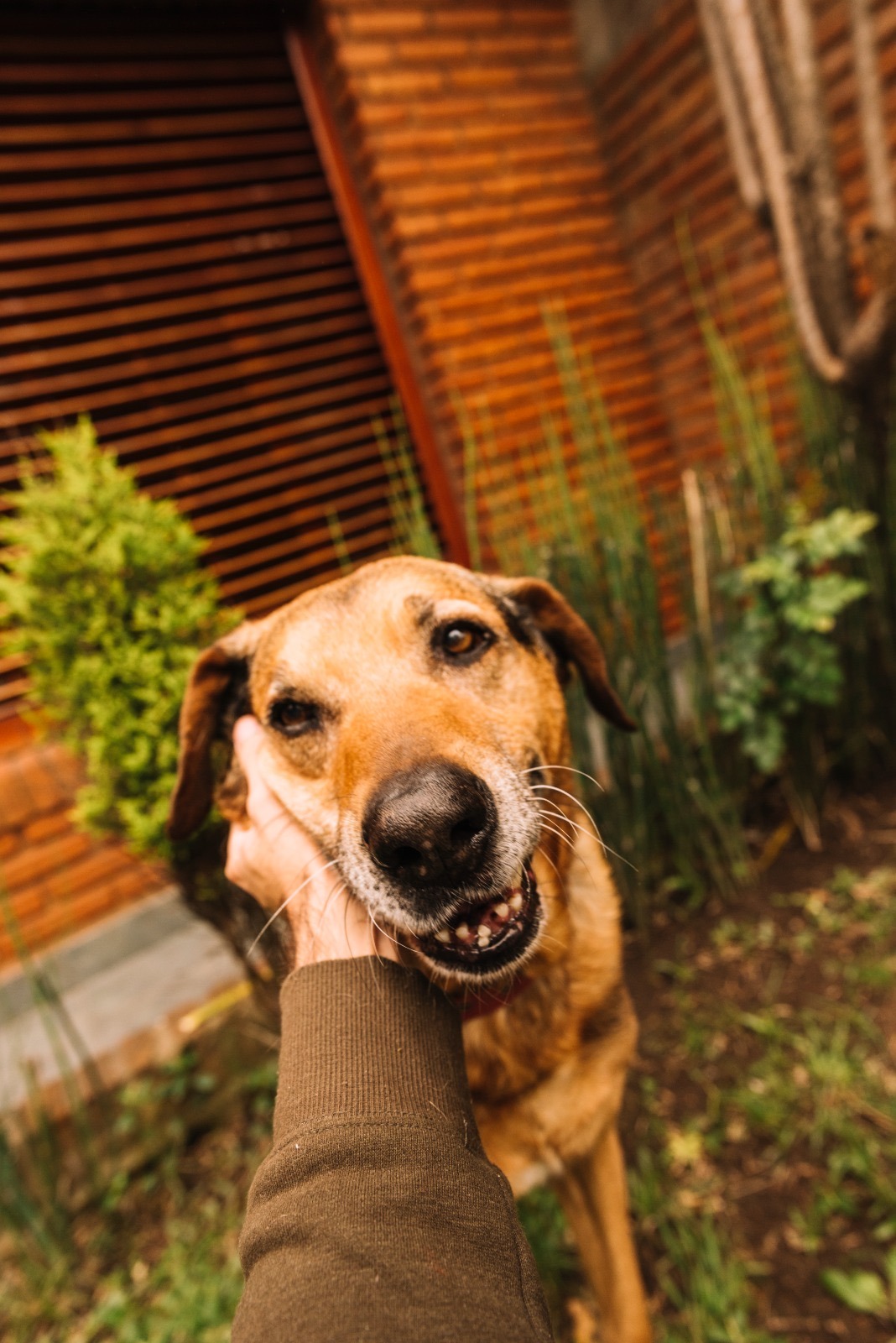 Feira de adoção de cães em Manaus