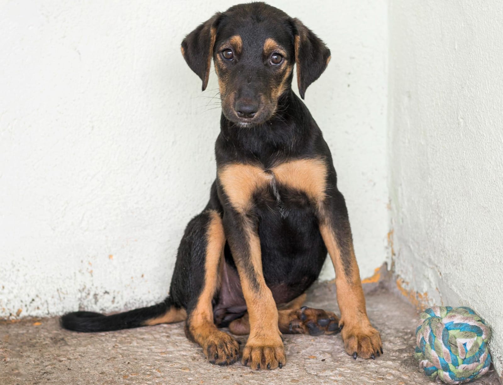 Justiça exige plano para acolhimento de animais resgatados em Manaus