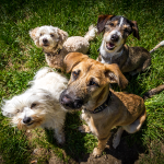 Feira de adoção de pets acontece no Manauara Shopping
