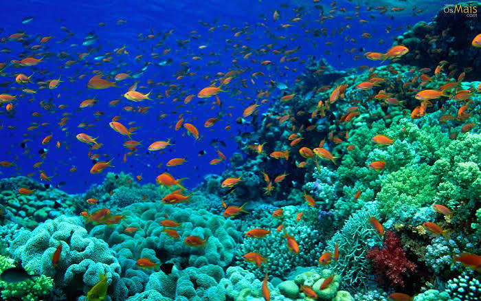 O silêncio dos peixes: turismo está mudando o oceano