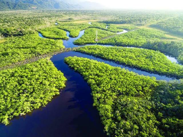 Brasil registra queda de 31% na área queimada em 2025