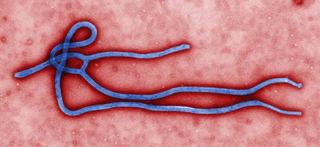 Tedros Adhanom diz que risco global de ebola é baixo
